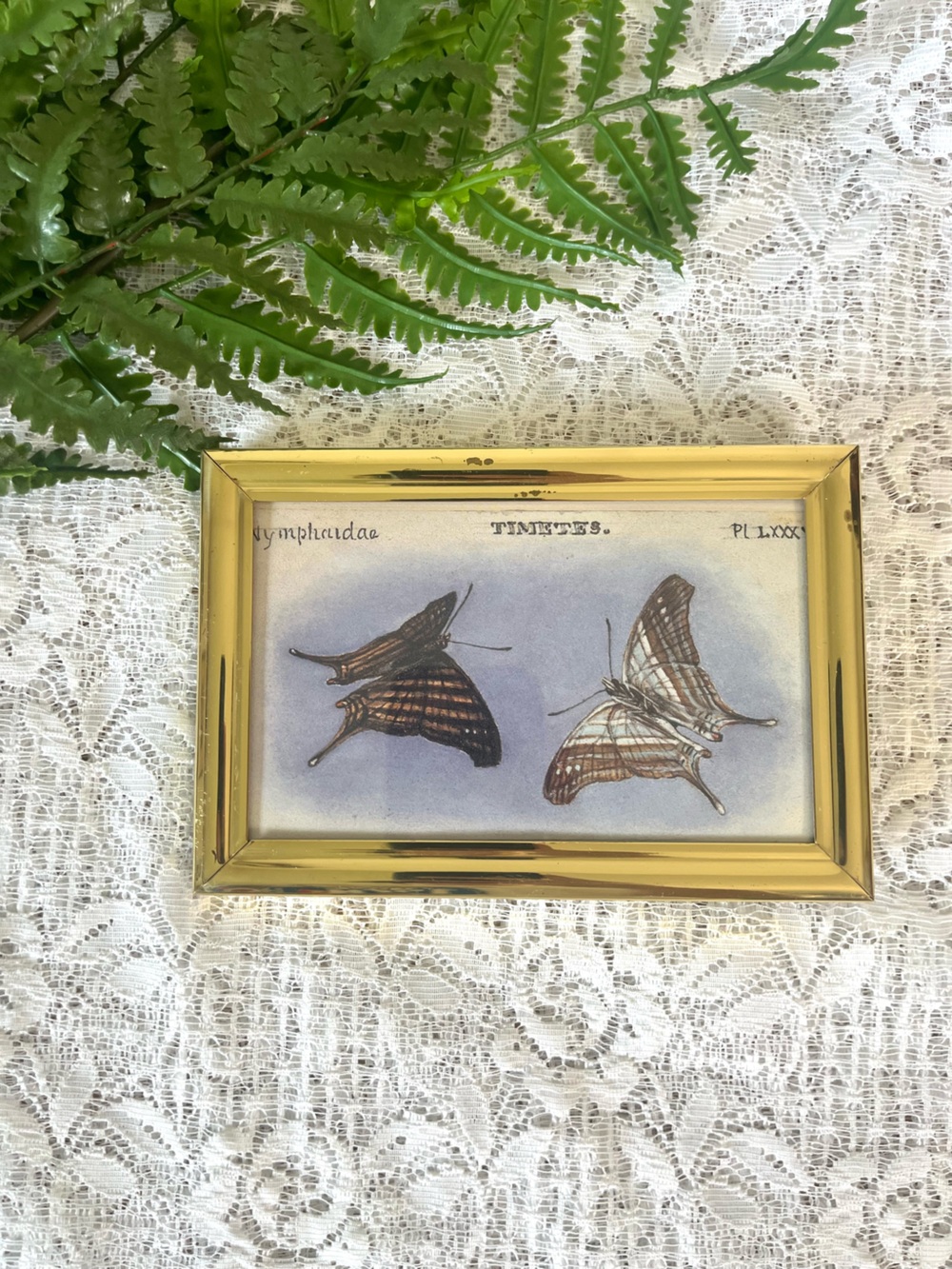 Vintage Solid Brass Framed Butterfly Decor 4x6